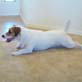 Hilarious Dogs: The Handstanding Dog