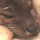 Saving Grace the Otter: Webisode 7