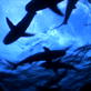 Discovery Promos: 15 Sec Shark Week Promo - Perfect Pre ...