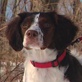 Breed All About It: Brittany Spaniel