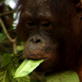 Orangutan Island: Inventive Orangutans