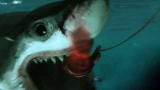 Untamed and Uncut: Trapped By a Great White