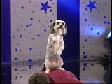 play video on Animal Planet