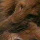 Weird True & Freaky: Lion Cannibal