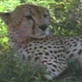 Fooled by Nature Quiz: Cheetah