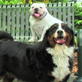 Petfinder: Dog Parks and Good Play vs. Bad Play 2