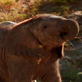 Elephant Nomads: Rise and Shine