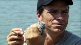 Dirty Jobs: Bird Banding