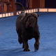 AKC/Eukanuba: Triano the Neapolitan Mastiff