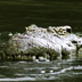 Animal Face-Off: Lion vs. Croc