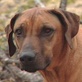 Breed All About It: Rhodesian Ridgeback