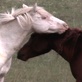 play video on Discovery Channel