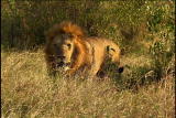 Fooled by Nature: Scavenging Lions