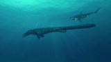 Mega Beasts: Ginsu Shark vs Mosasaur