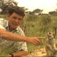 Meerkat Manor: How Radio Collars Work