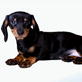 Dogs 101: Dachshund