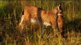 WildRussia: The Eurasian Lynx