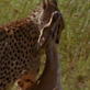Killer Clips: Cheetah Outruns Gazelle