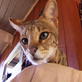 Cats 101: Savannah