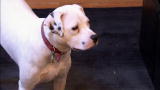 It's Me or The Dog: Licking the Problem