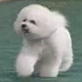 AKC/Eukanuba: Winners