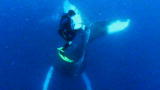 Untamed and Uncut: Humpback Whale Swats Diver