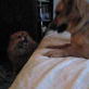 Bissell Pet Games Week 3: Dog Wars