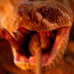 Killer Clips: Snake Hunts for Mouse
