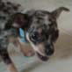 Bissell Pet Games Week 7: Cosmo the Chihuahua