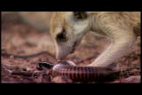 Meerkat Manor: Meerkat Food Theft