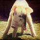 Weird, True & Freaky: Rudy the Two-Faced Pig