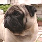 Breed All About It: Pug