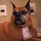 It's Me or the Dog: 