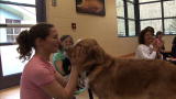 News: Dogs, Owners Connect Through Yoga