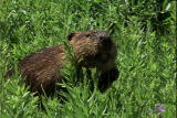 Get Out There: Eager Beavers