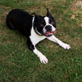 Dogs 101: Boston Terrier