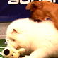 Puppy Bowl III: Group Scamper