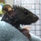 Animal Cops San Francisco: Rat Trapped