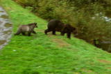 Planet's Best: Grizzly Bear Encounter
