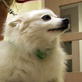 National Body Challenge - People 'n Pets: Walking and W ...