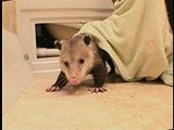 Animal Cops San Francisco: Opossum under a Jacuzzi