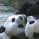 Meet the Pandas: A New Beginning