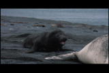 play video on Animal Planet