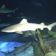 Shark Week: Training A Shark?