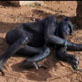 Escape to Chimp Eden: Zac