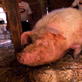Pig Bomb: Super Pigs