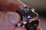 Understanding Shorts: Frozen Wood Frogs