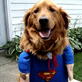 Bissell Pet Games Week 5: Super Beau Rescue