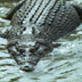 Animal Face-Off: Crocodile vs. Great White Shark