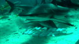 play video on Discovery Channel